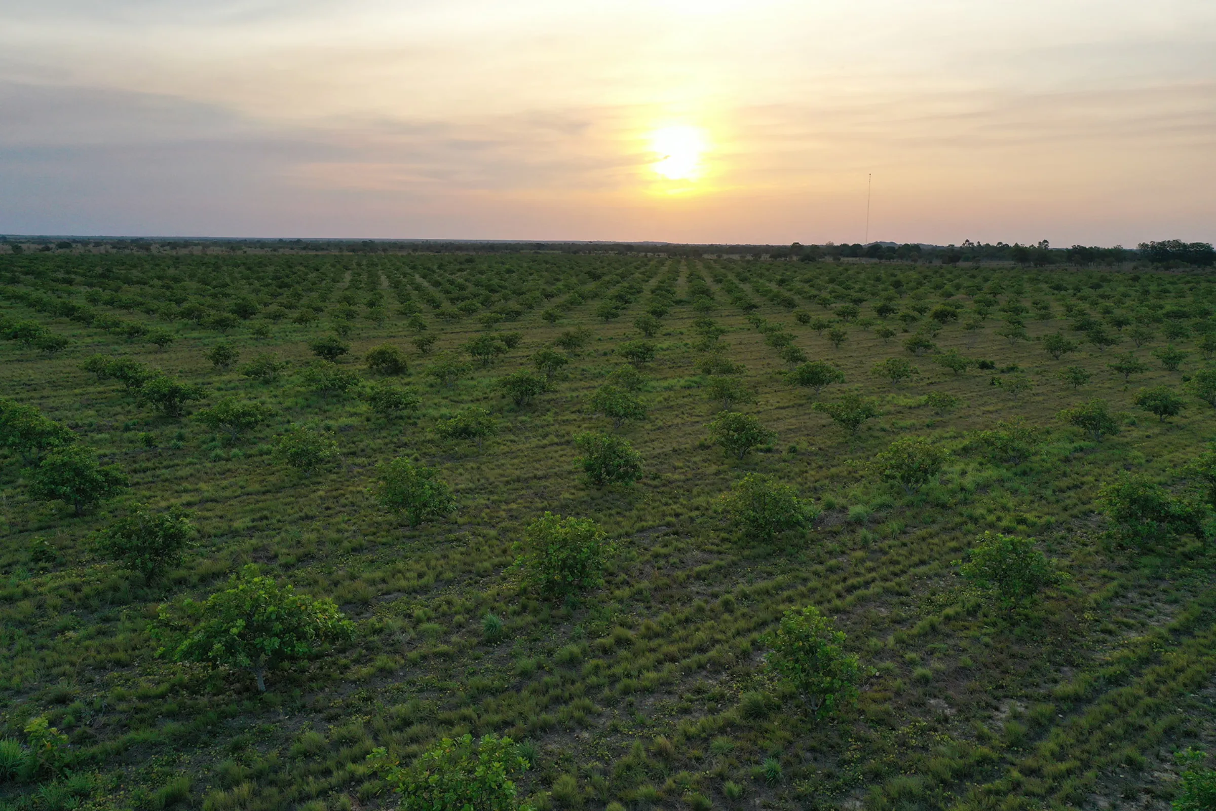 Aerial view of the KardiaNuts farm at sunset in Vichada, Colombia