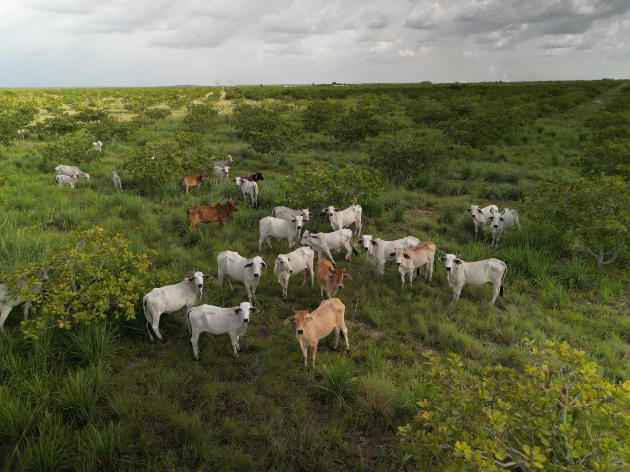 Aerial view of cashew rows extending into Vichada savanna